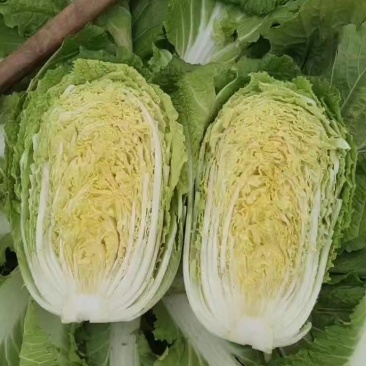 山西黄心白菜白菜质优价廉产地供应货源稳定