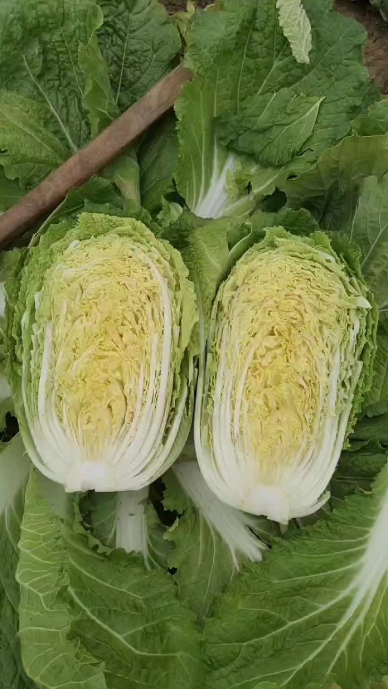 山西黄心白菜白菜质优价廉产地供应货源稳定