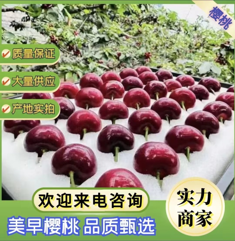 山东美早樱桃大量上市，价格实惠，质量保证，面向全国发货
