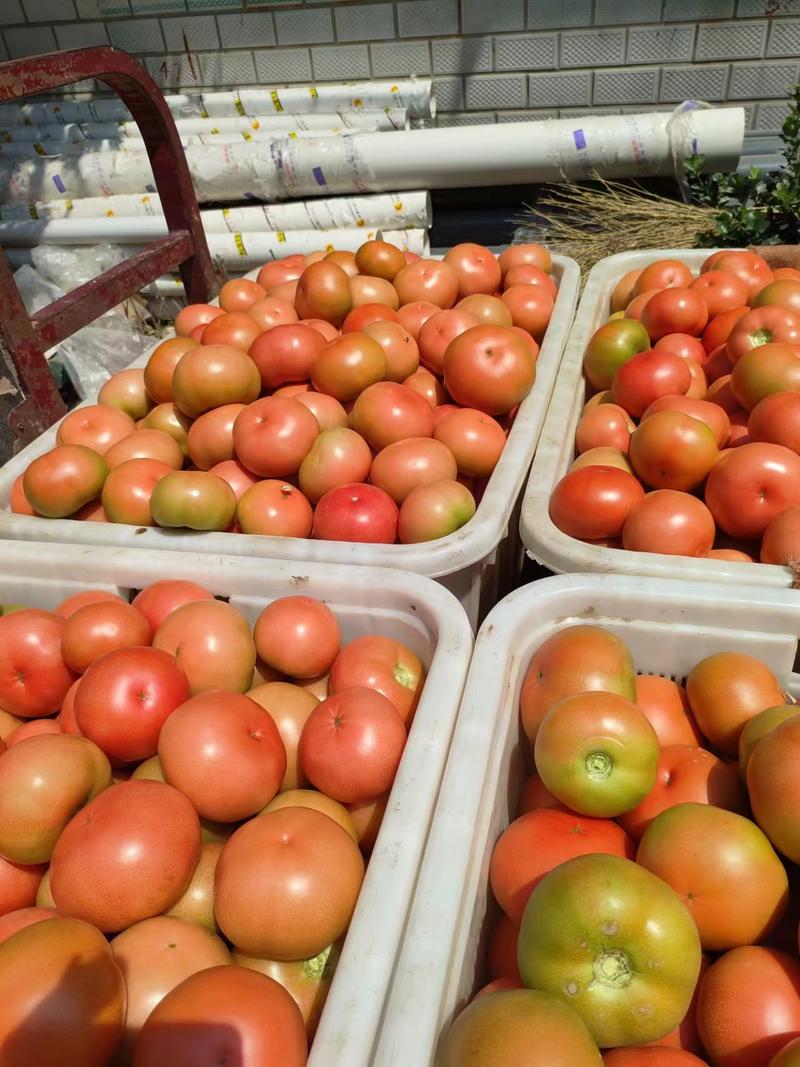硬粉西红柿河北西红柿大量上市沙瓤大粉全国发货