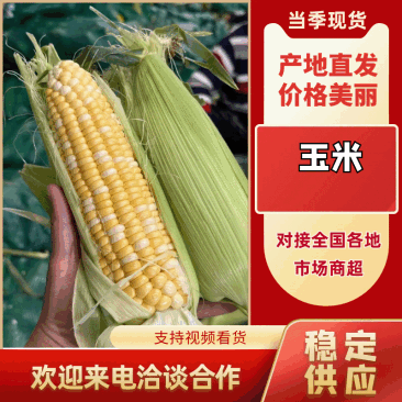 双色水果玉米大量供应各大商超市场电商加工厂,品质保证