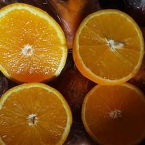 雪柑香甜多汁产区直发保质保量可以发货全国