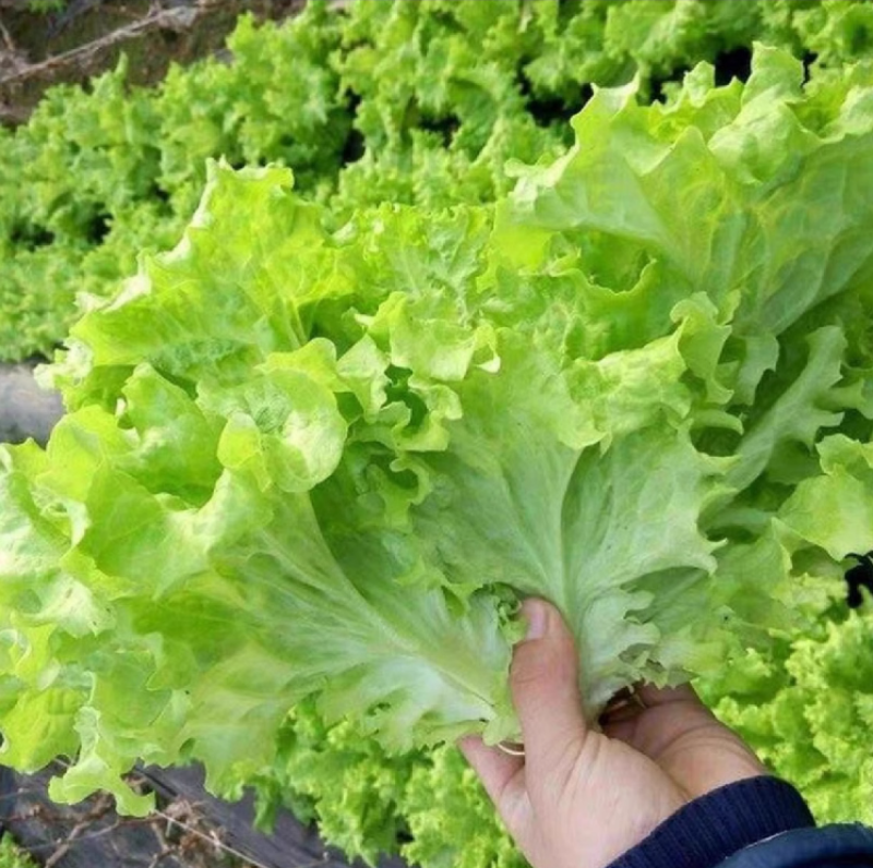 时代舞裙大速生菜种子改良大速生菜种子浓绿色200克