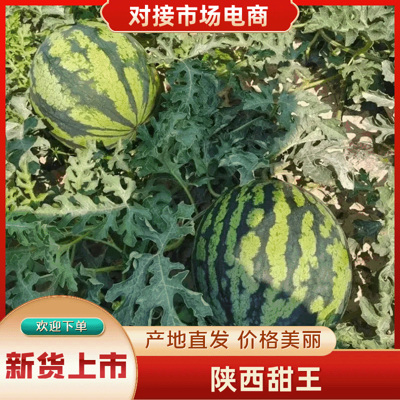 【精品甜王】渭南甜王西瓜，皮薄籽少，基地直发，量大从优