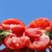 河北西红柿精品硬粉弧二弧三以上专业代办包食宿欢迎视频看货