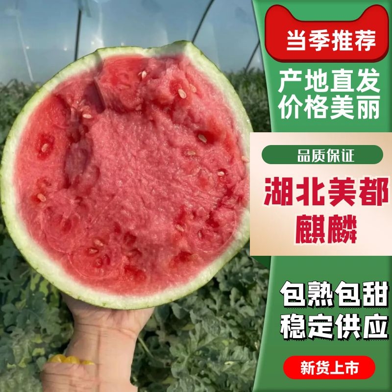 [美都西瓜批发]湖北天门市西瓜 2.50元/斤美都无籽西瓜大量供 _ 一亩田