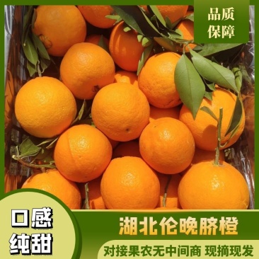 三峡伦晚脐橙，口感纯甜，地头看货采果，对接果农无中间商