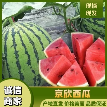 甘肃武威大棚京欣吊瓜大量长期供应！保证质量！量大从优！