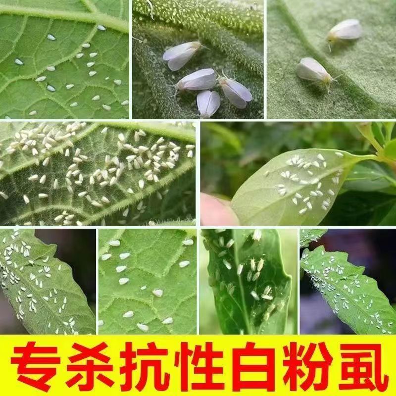 联菊啶虫脒杀虫剂专杀抗性蚜虫白粉虱蓟马红蜘蛛果树花卉蔬菜