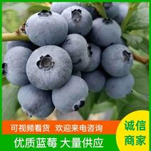 精品蓝莓山东薄雾蓝莓质量保证价格公道对接全国批发市场