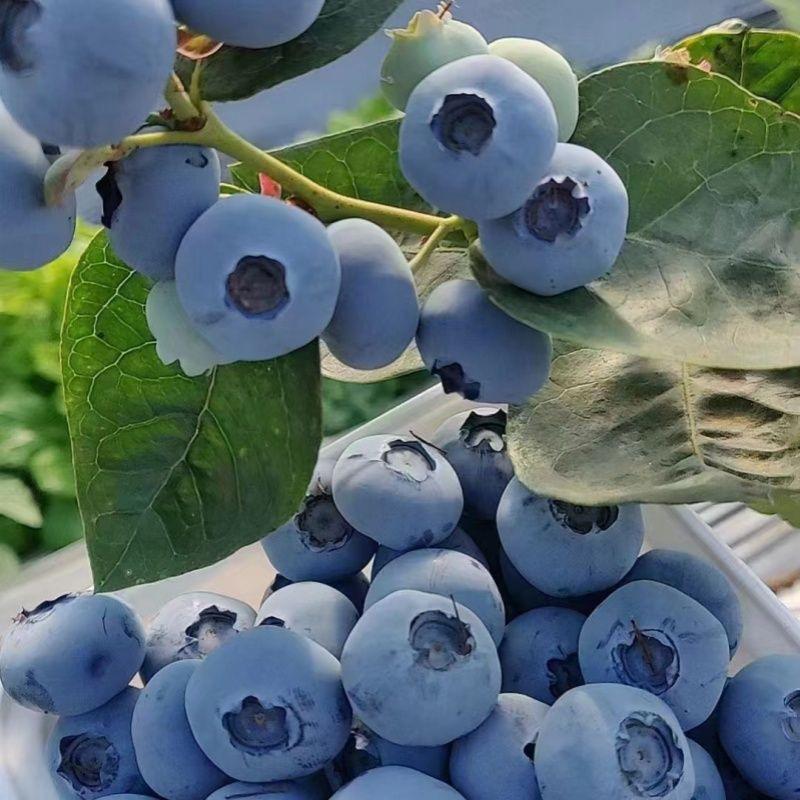 精选蓝莓绿宝石蓝莓产地发货脆甜可口质量保证全国发货