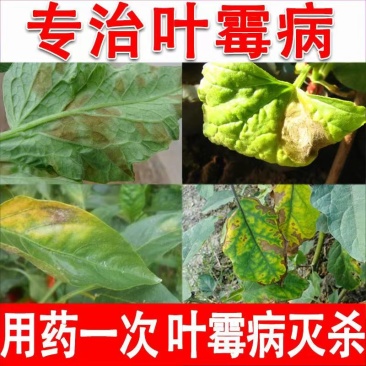 66%甲硫乙霉威预防治疗蔬菜西红柿番茄灰霉病杀菌剂1