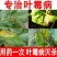 66%甲硫乙霉威预防治疗蔬菜西红柿番茄灰霉病杀菌剂1