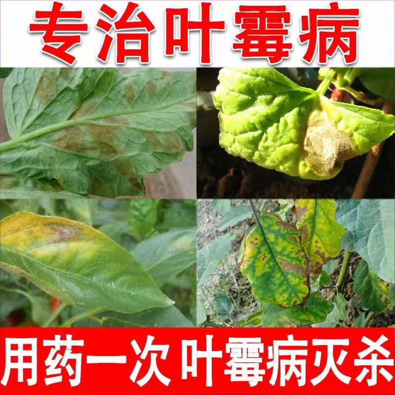 66%甲硫乙霉威预防治疗蔬菜西红柿番茄灰霉病杀菌剂1