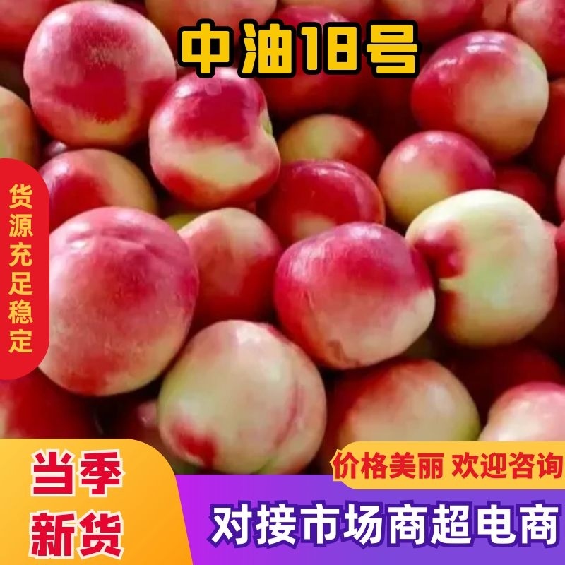 山西中油16，18，13，20白肉油桃质量保证大量供应。