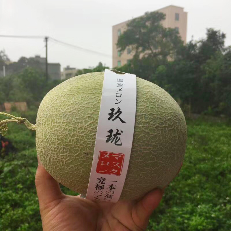 【一件代发】海南玫珑瓜网纹瓜支持各大电商平台代发