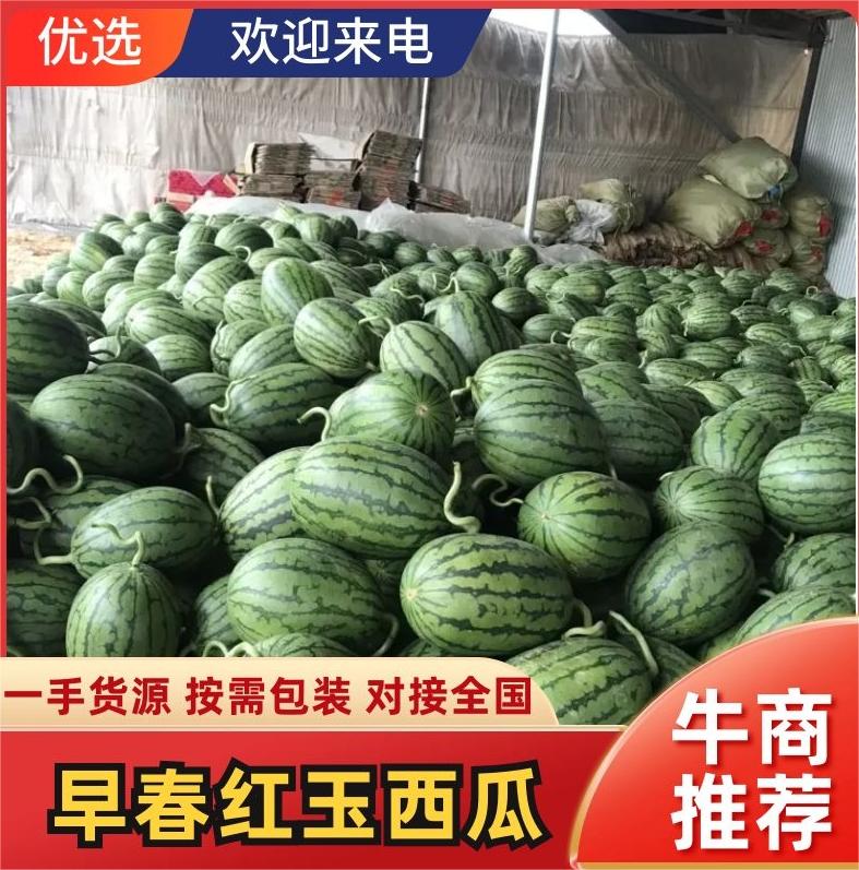 [早春红玉批发]安徽宿州砀山县西瓜 0.50元/斤精品早春红玉西 _ 一亩田
