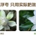 硫酸亚铁花用酸性酸性肥料花卉茉莉花果树硫酸亚铁农用栀子花