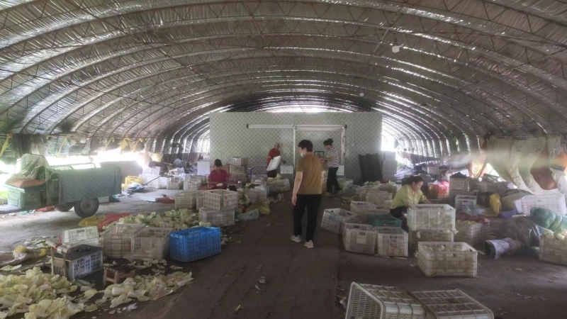 河北精品毛菜娃娃菜对接电商市场商超等各类客户