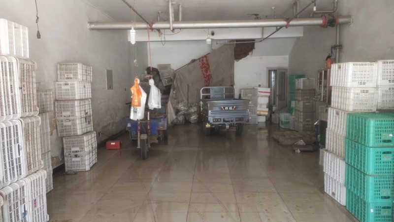 河北精品毛菜娃娃菜对接电商市场商超等各类客户