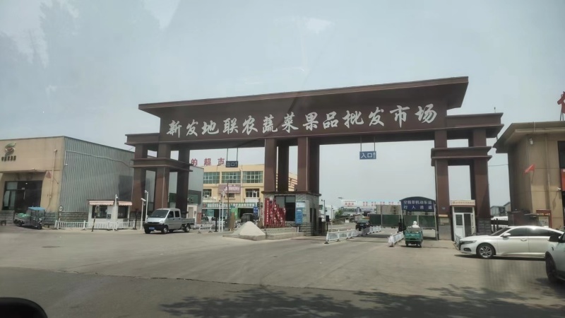 河北精品毛菜娃娃菜对接电商市场商超等各类客户