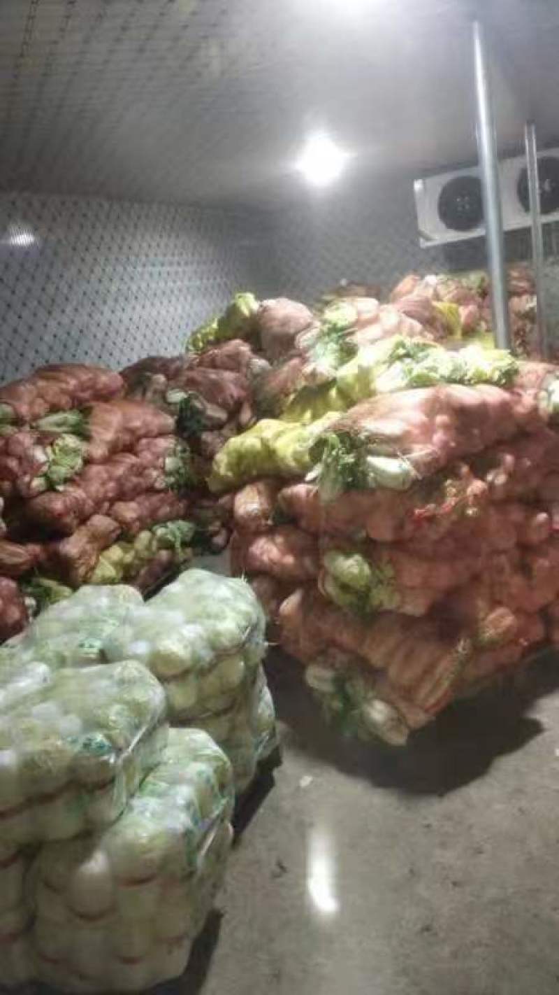 河北精品毛菜娃娃菜对接电商市场商超等各类客户
