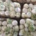 河北精品毛菜娃娃菜对接电商市场商超等各类客户