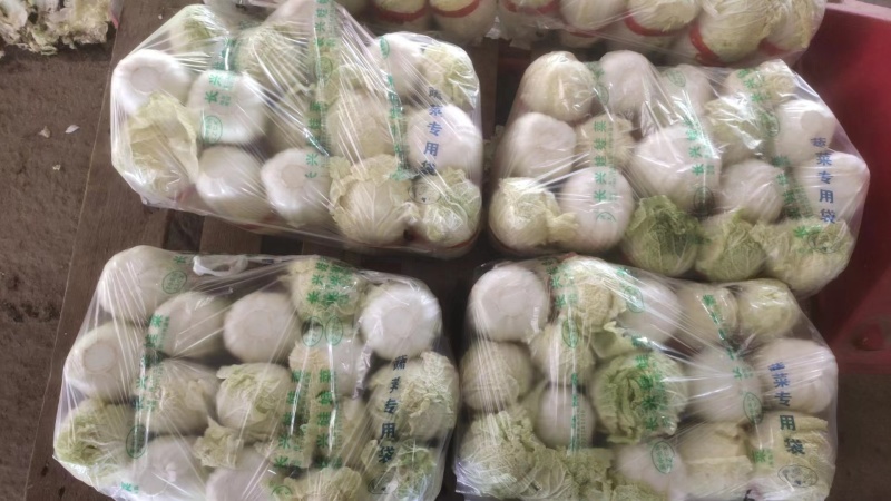 河北精品毛菜娃娃菜对接电商市场商超等各类客户