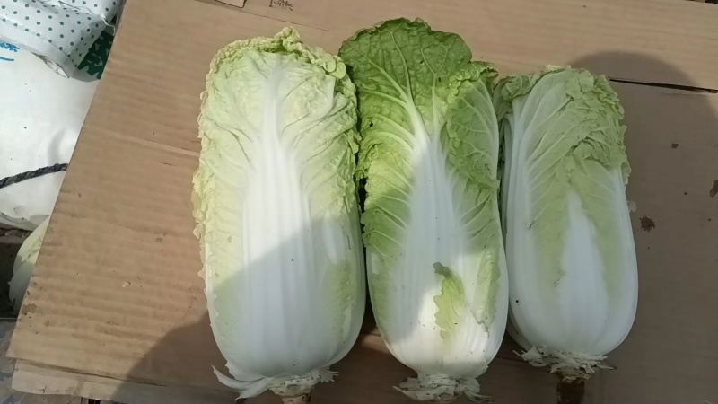 河北精品毛菜娃娃菜对接电商市场商超等各类客户