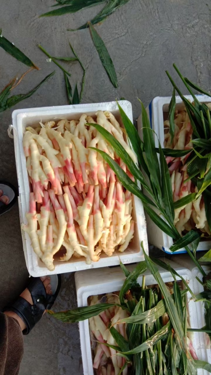 精品仔姜子姜生姜新品上市质量保证，品种纯正，假一赔十