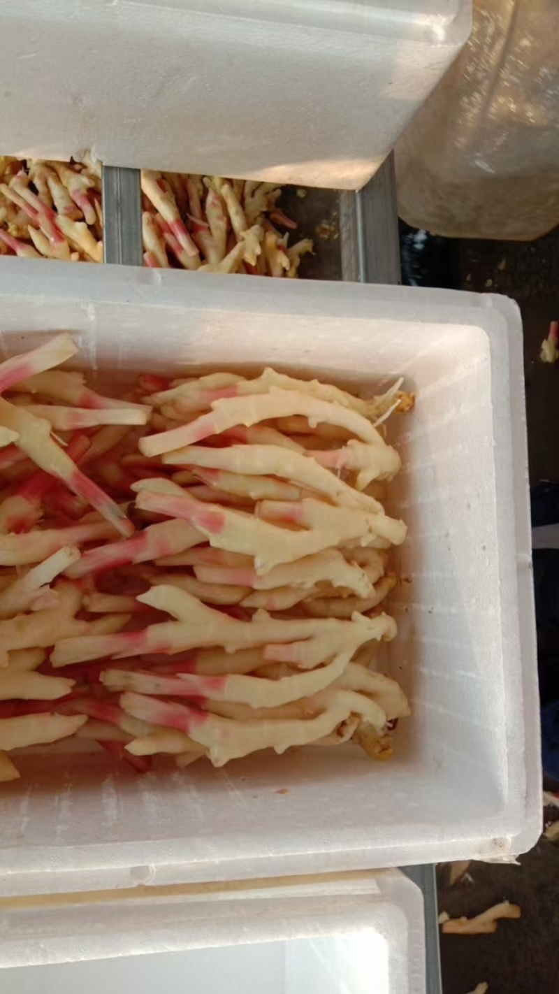 精品仔姜子姜生姜新品上市质量保证，品种纯正，假一赔十