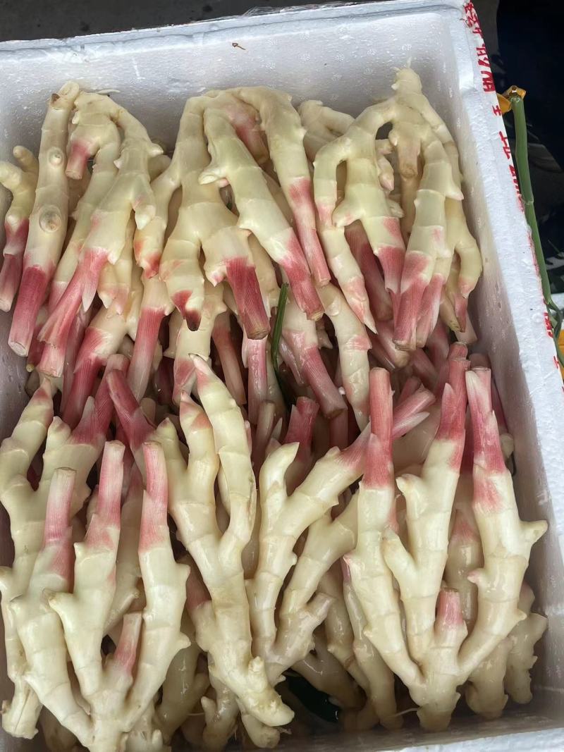 精品仔姜子姜生姜新品上市质量保证，品种纯正，假一赔十