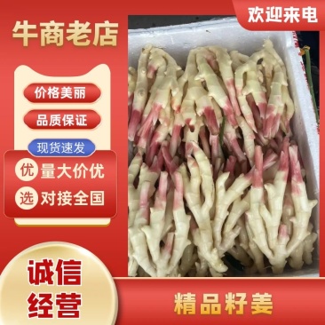精品仔姜子姜生姜新品上市质量保证，品种纯正，假一赔十