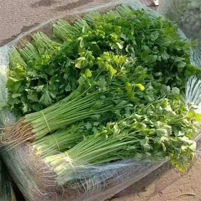 西芹江苏芹菜精品蔬菜一手货源电商市场商超食堂