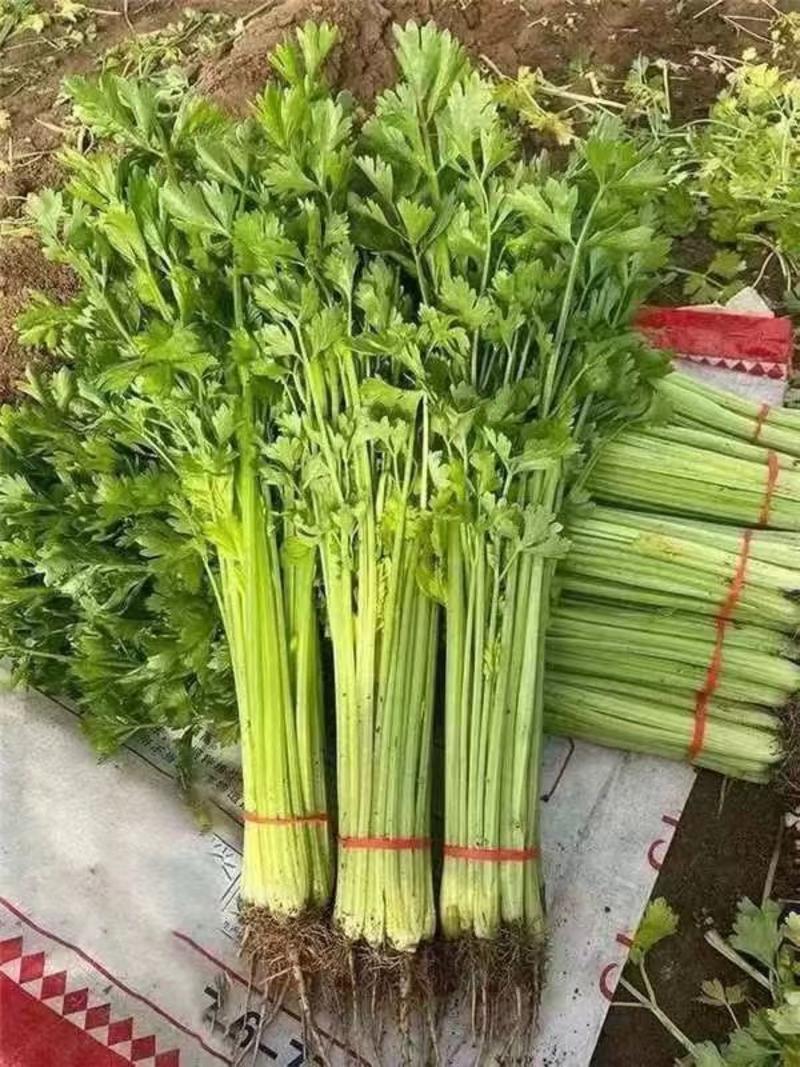 西芹江苏芹菜精品蔬菜一手货源电商市场商超食堂