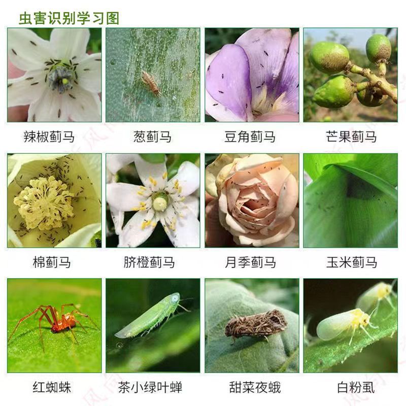 甲氨基阿维菌素光谱杀虫剂菜青虫蓟马稻纵卷叶螟农药杀虫剂