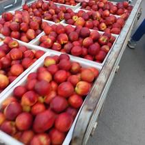 【实力】桃子，砀山油桃，中油桃，油桃，大量上市中！