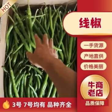 广东广西三号八号线辣椒，产地货源充足可视频看货
