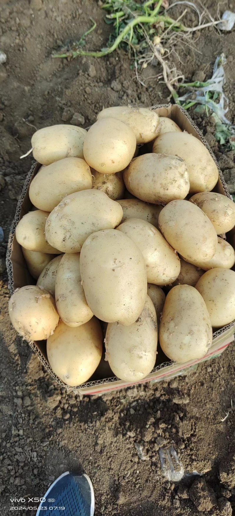 太和黄心土豆大量上市基地直发价格优惠欢迎咨询采购