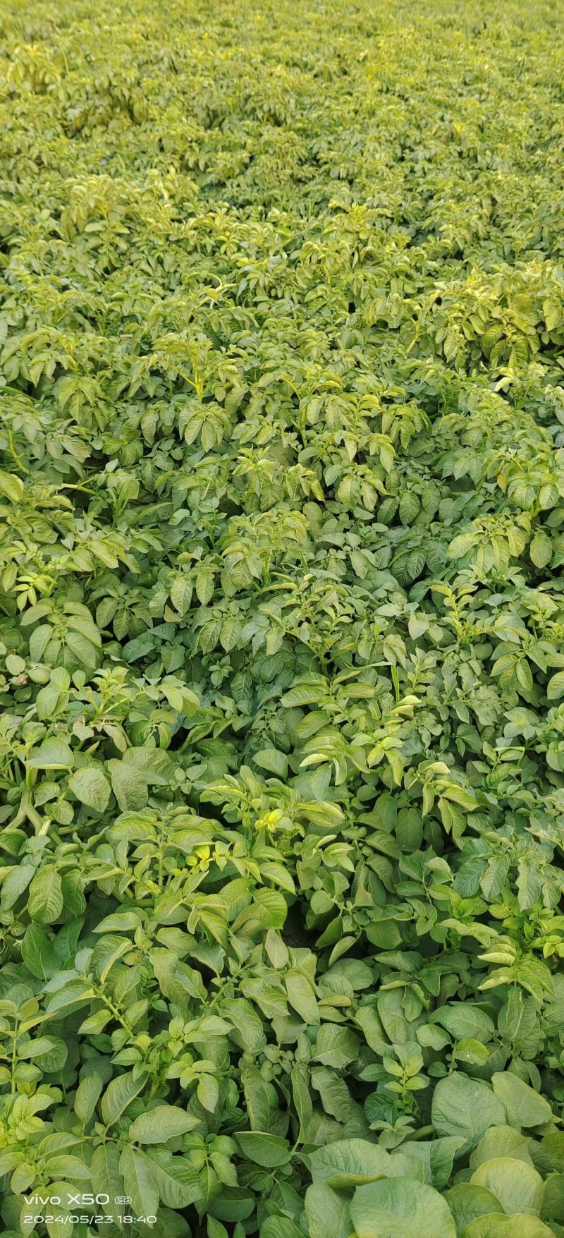 太和黄心土豆大量上市基地直发价格优惠欢迎咨询采购