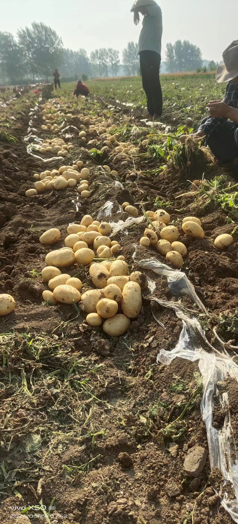 太和黄心土豆大量上市基地直发价格优惠欢迎咨询采购