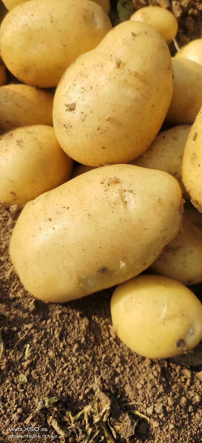 【实力】土豆黄心土豆大量上市，质量保证。产地发货！