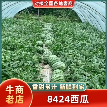 精品8424，甜度高，口感好，化渣，灰色好