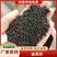 【优选】精品油茶籽大量供应产地批发保质保量自然晾