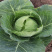 邢甘30甘蓝种子进口优质耐热耐雨水MS制种