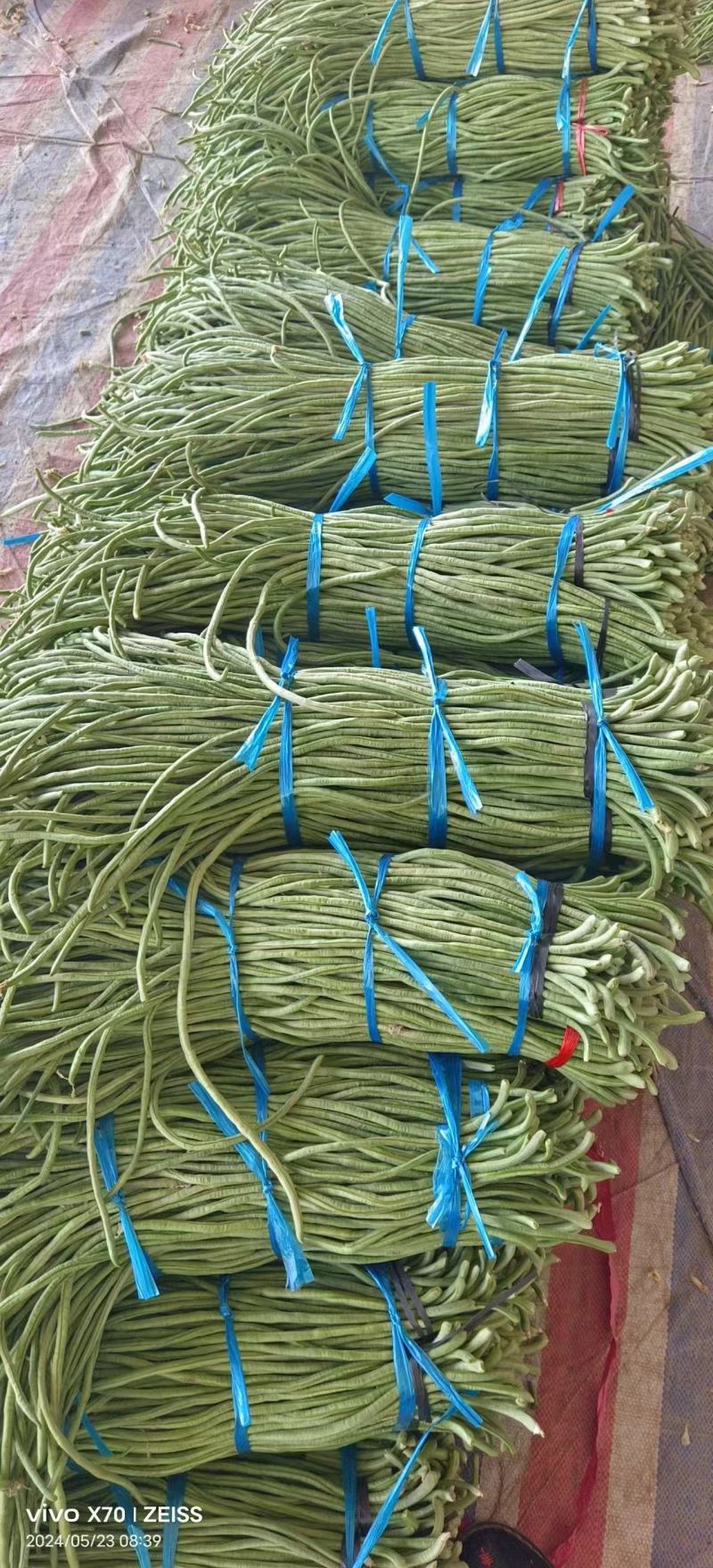 万亩长豆角基地大量上市，产地直发一手货源