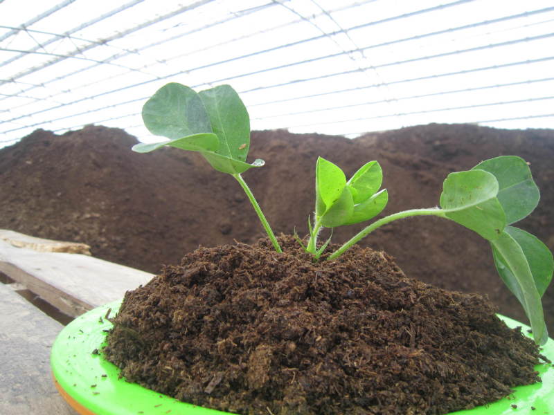 绿沃肥业-营养种植土通用型养花种菜有机土壤批发