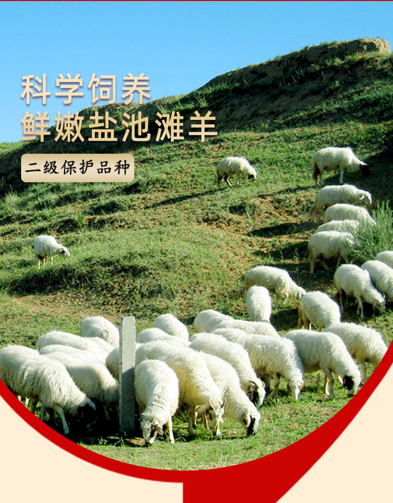 宁夏盐池竹签羊肉串烧烤串大串肉串纯羊肉烧烤家庭露营食材半