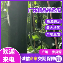 广东精品吊冬瓜地冬瓜黑皮冬瓜大量上市工厂货市场货大量供应