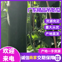 黑瓜吊冬瓜，大量上市，工厂货，市场货